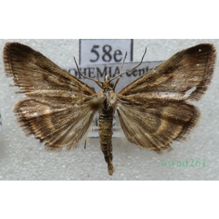 Pyrausta despicata (Scopoli, 1763) Płomienka łąkowa Czech58e